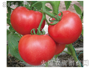 ���t���N��-�e����-�M��t��