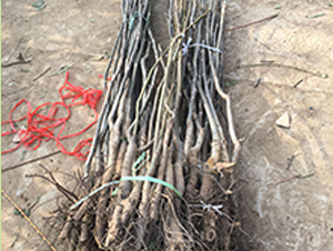 ���������-��ɭ�r(n��ng)�I(y��)