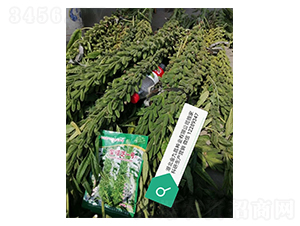 ����֥һ̖֥��N�ӌ�(sh��)���D