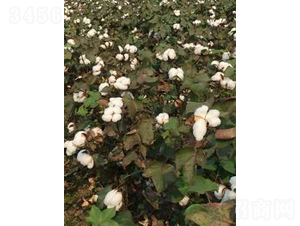 ��K25-�޻��N��-���S�r(n��ng)�I(y��)