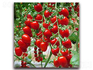 ���ҷ��ѷN��-�r(n��ng)֮��