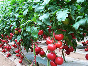 Խ��8Խ�����ѷN�ӌ�(sh��)���D