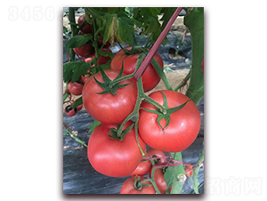 Խ������Ʒ�NT706-�r(n��ng)֮��(r��n)