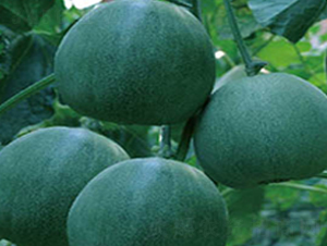 �G��ʯ-��ϷN��-�߶˷N�I(y��)