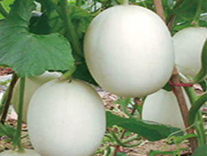 �ش����-��ϷN��-�߶˷N�I(y��)