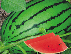 �н��t��-���ϷN��-�н��N�I(y��)