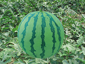 �K��188-���ϷN��-�н��N�I(y��)