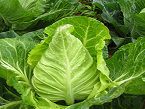 ����-���{(l��n)�N��-�н��N�I(y��)