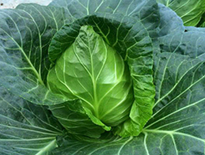 ����-���{(l��n)�N��-�н��N�I(y��)