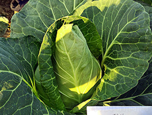 17401���£�-���{(l��n)�N��-�н��N�I(y��)