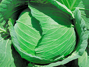 ����-���{(l��n)�N��-�н��N�I(y��)