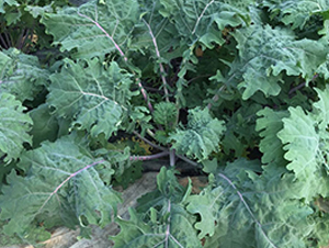 ؐ��-���{(l��n)�N��-�н��N�I(y��)