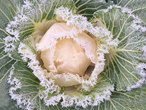 ����-���{(l��n)�N��-�н��N�I(y��)