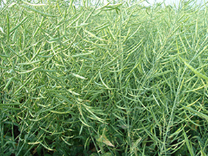 �����s4̖(h��o)-�Ͳ˷N��-�н��N�I(y��)