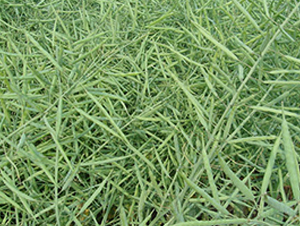 �؃�(y��u)11̖(h��o)-�Ͳ˷N��-�н��N�I(y��)