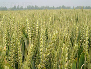 ����26-С���N��-�н��N�I(y��)