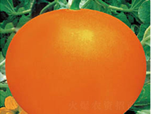 Ѫ�tһ̖-��ϷN��-�߶˷N�I(y��)