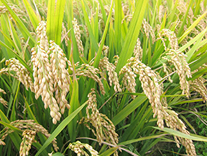 ���\��23̖-�����N��-�н��N�I(y��)