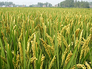 ���\��27̖-�����N��-�н��N�I(y��)