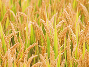 ���\��21̖-�����N��-�н��N�I(y��)