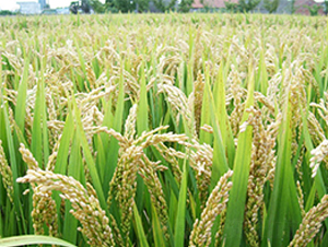 �K��815-�����N��-�н��N�I(y��)