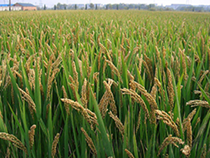 ��58-�����N��-�н��N�I(y��)