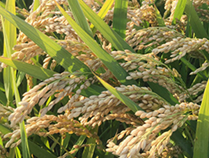 ���r(n��ng)��10̖-�����N��-�н��N�I(y��)