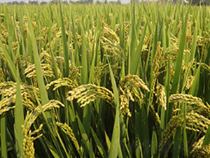 ���r(n��ng)��8̖-�����N��-�н��N�I(y��)