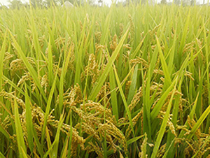 �B��16-�����N��-�н��N�I(y��)