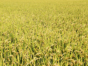 �K�㾬100-�����N��-�н��N�I(y��)