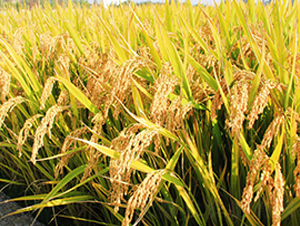 �(zh��n)Ŵ20̖-�����N��-�н��N�I(y��)