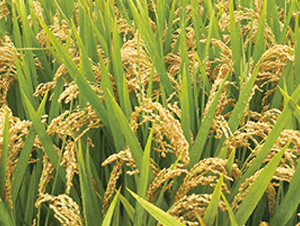 ����8̖-�����N��-�н��N�I(y��)