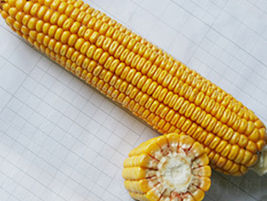 �н���1̖(h��o)-�s�����׷N��-�н��N�I(y��)