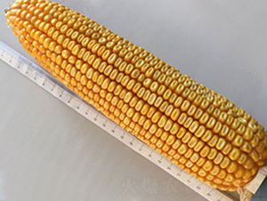 �н���99-�s�����׷N��-�н��N�I(y��)