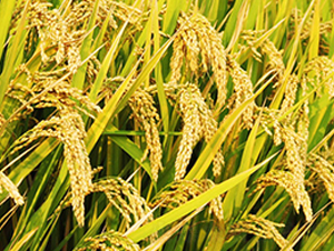 ����(y��u)��6̖-�s�������N��-�н��N�I(y��)