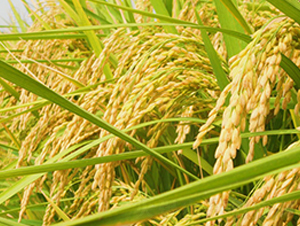 ����(y��u)5̖-�s�������N��-�н��N�I(y��)