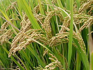 ����(y��u)4̖-�s�������N��-�н��N�I(y��)