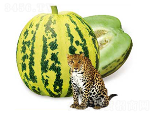 ���x����-��ϷN��-�߶˷N�I(y��)