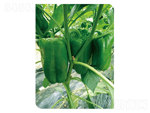 �߶�̫�ս�-�����N��-�߶˷N�I(y��)