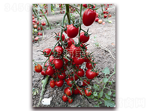 �tСѾ-��ɫ���ѷN��-�ƈD�N�I(y��)