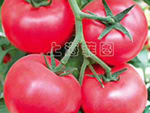 ����������̖(h��o)-��TY�۹����ѷN��-�ƈD�N�I(y��)