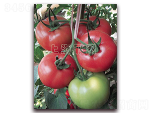 ��������-��TY�۹����ѷN��-�ƈD�N�I(y��)