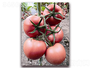 ����7116-��TY�۹����ѷN��-�ƈD�N�I(y��)