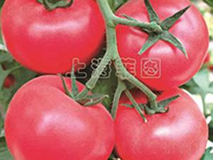 ���Ǹ���-��TY�۹����ѷN��-�ƈD�N�I(y��)