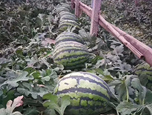 ��������-���ϷN��-�A�~�N�I(y��)