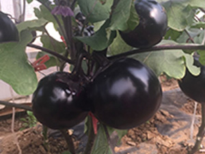 �ڌ��A��-���ӷN��-�A�~�N�I(y��)