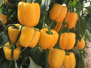 �ʽ�-�����N��-�A�~�N�I(y��)