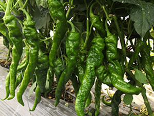 �ݽz��-�����N��-�A�~�N�I(y��)