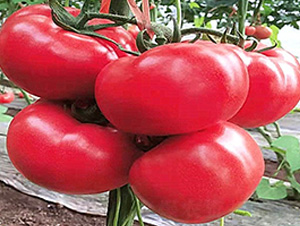 �����÷���-���ѷN��-�A�~�N�I(y��)