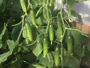 ���S��-�S�ϷN��-�A�~�N�I(y��)